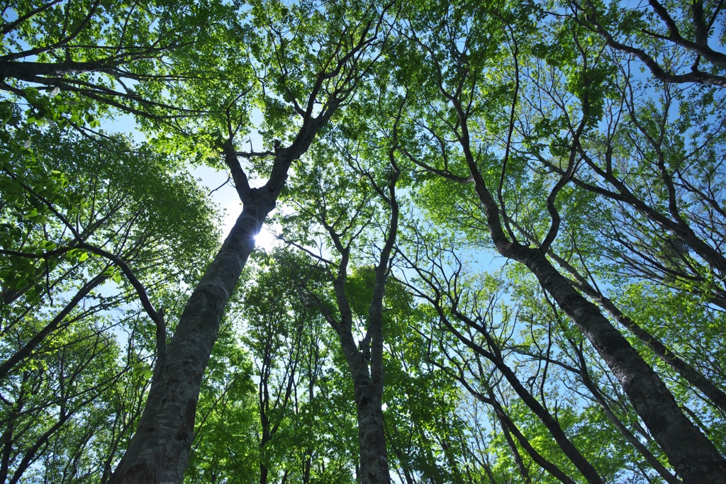 観音沼森林公園のフォトウォーキング　Ｄ