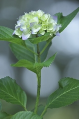 雨引観音の紫陽花　に