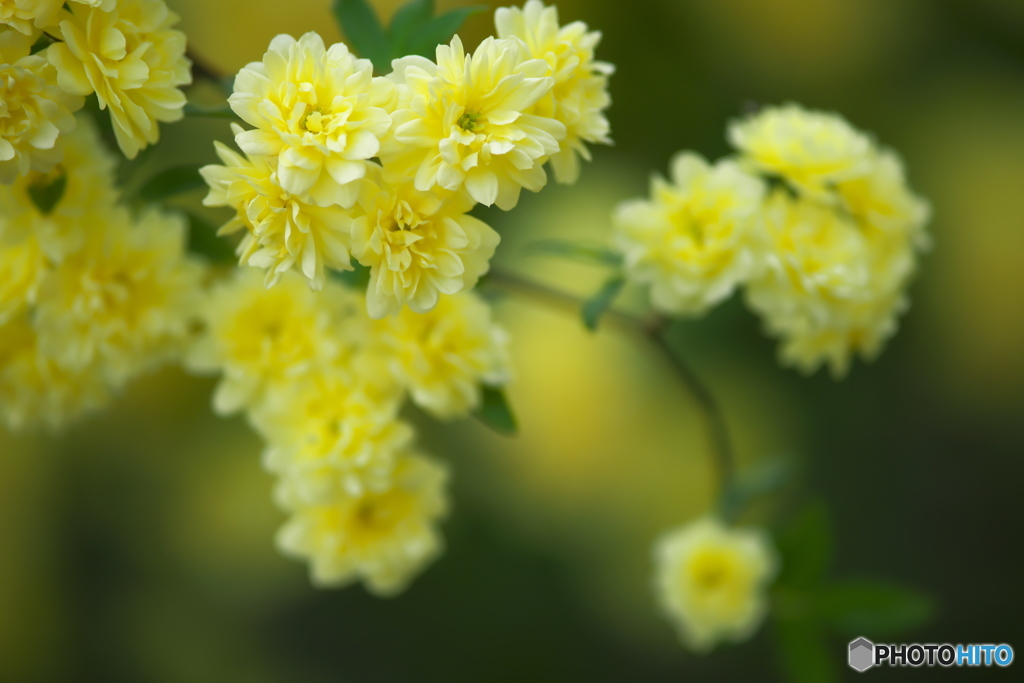 近くの公園に咲いていた花
