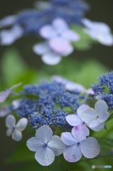 澤観音寺の紫陽花　ろ