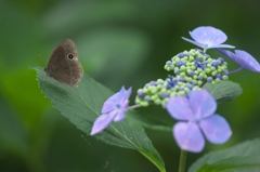 雨引観音の紫陽花　七