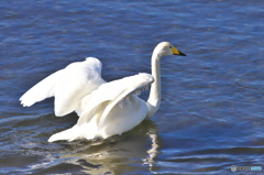 清流に飛来した白鳥