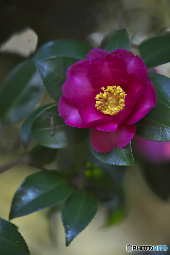 公園の山茶花