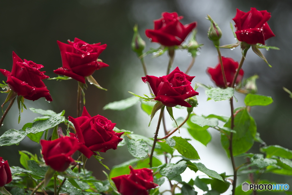 公園の薔薇