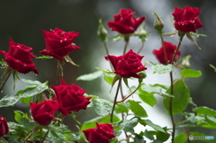公園の薔薇