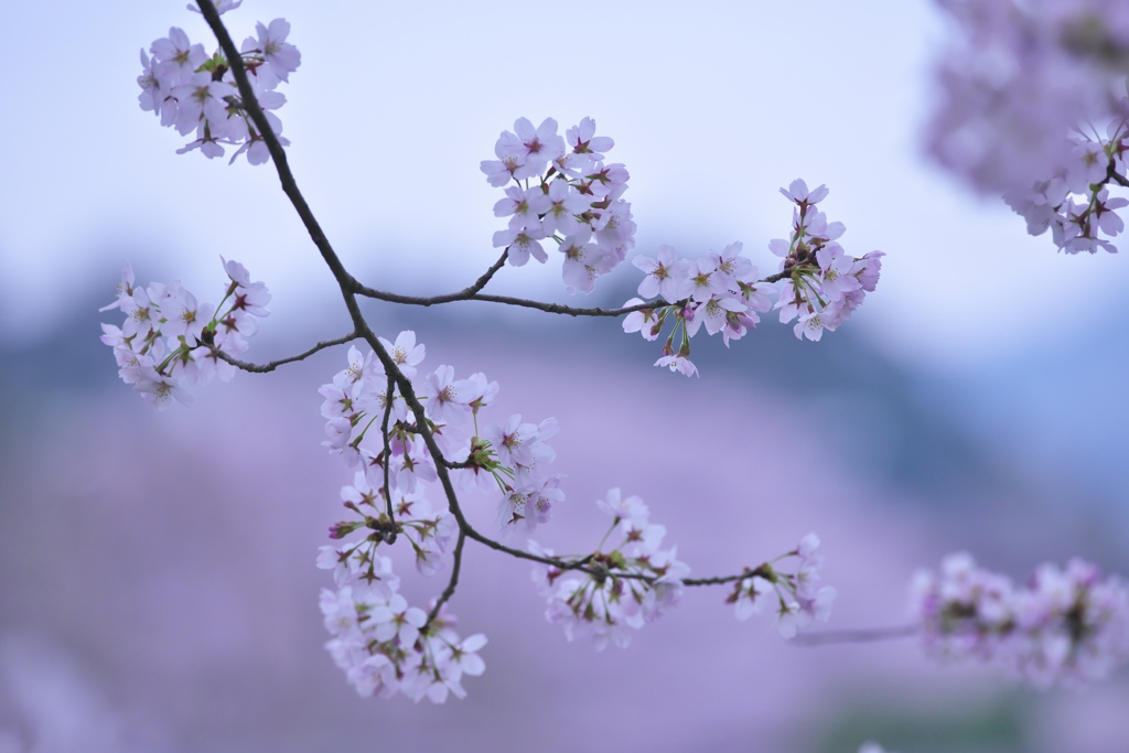 花満開ソメイヨシノ　壱