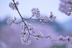 花満開ソメイヨシノ　壱