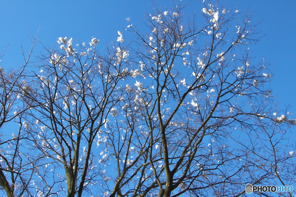 青い空に雪の花