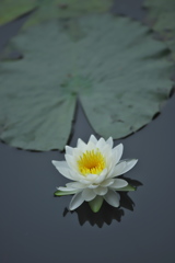 水の綺麗な沼に咲く睡蓮　ロ