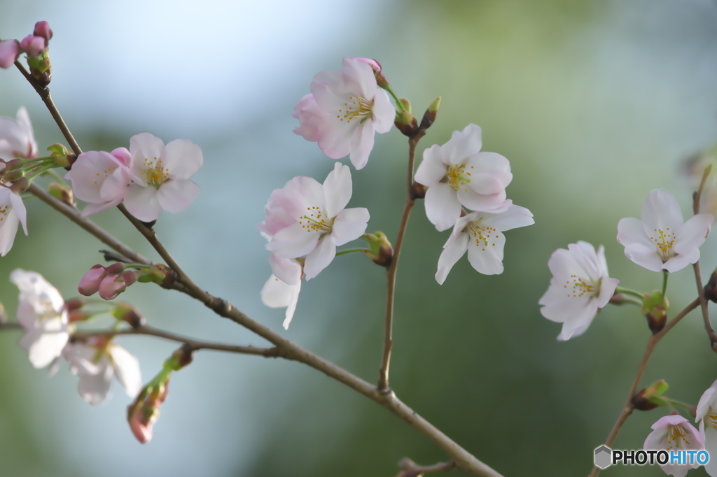 河川敷に咲く桜
