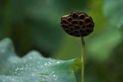 はなが散っても