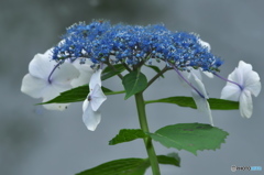 額紫陽花　　四