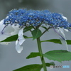額紫陽花　　四