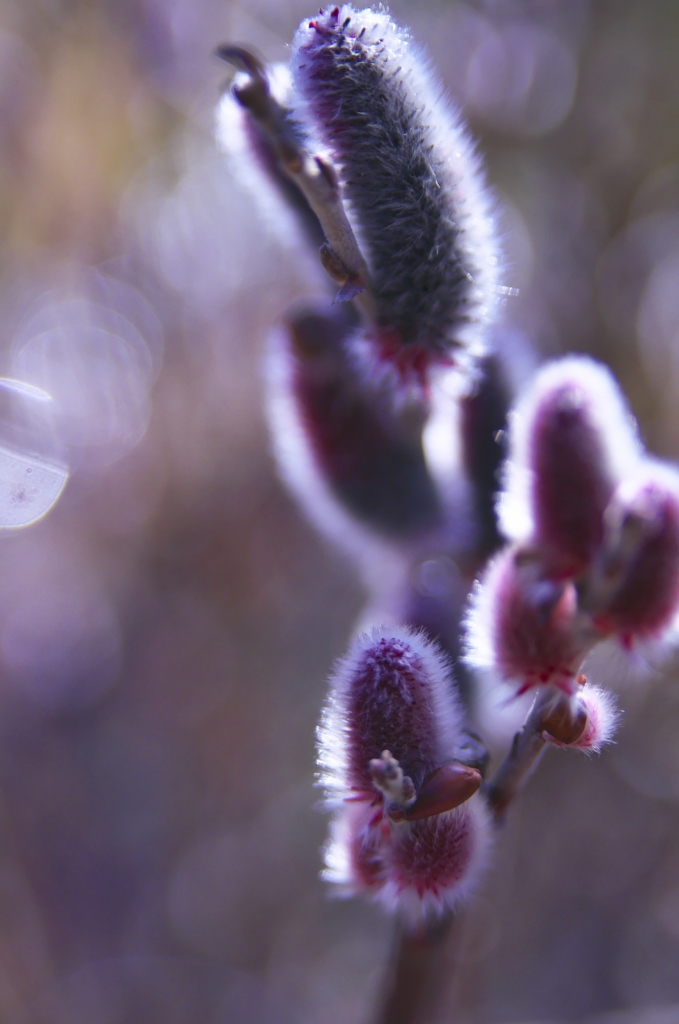 やっと見つけた紅いネコヤナギ