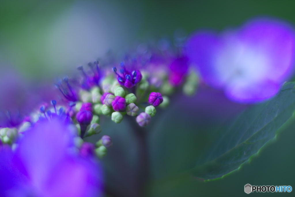 古いレンズで撮った花