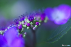 古いレンズで撮った花