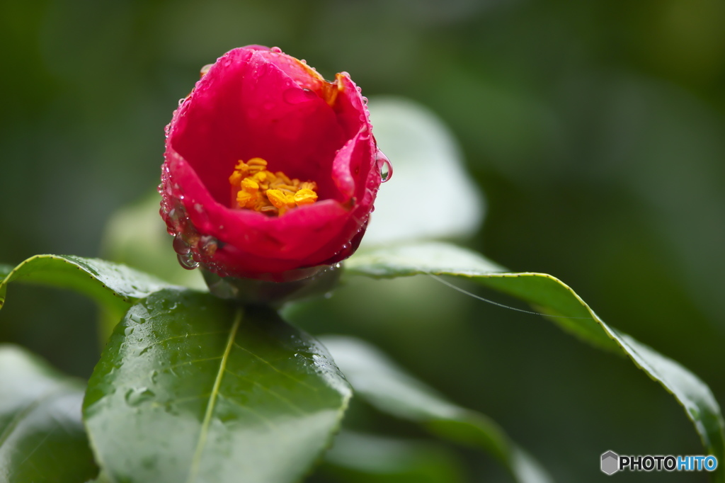 camellia