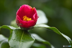 camellia