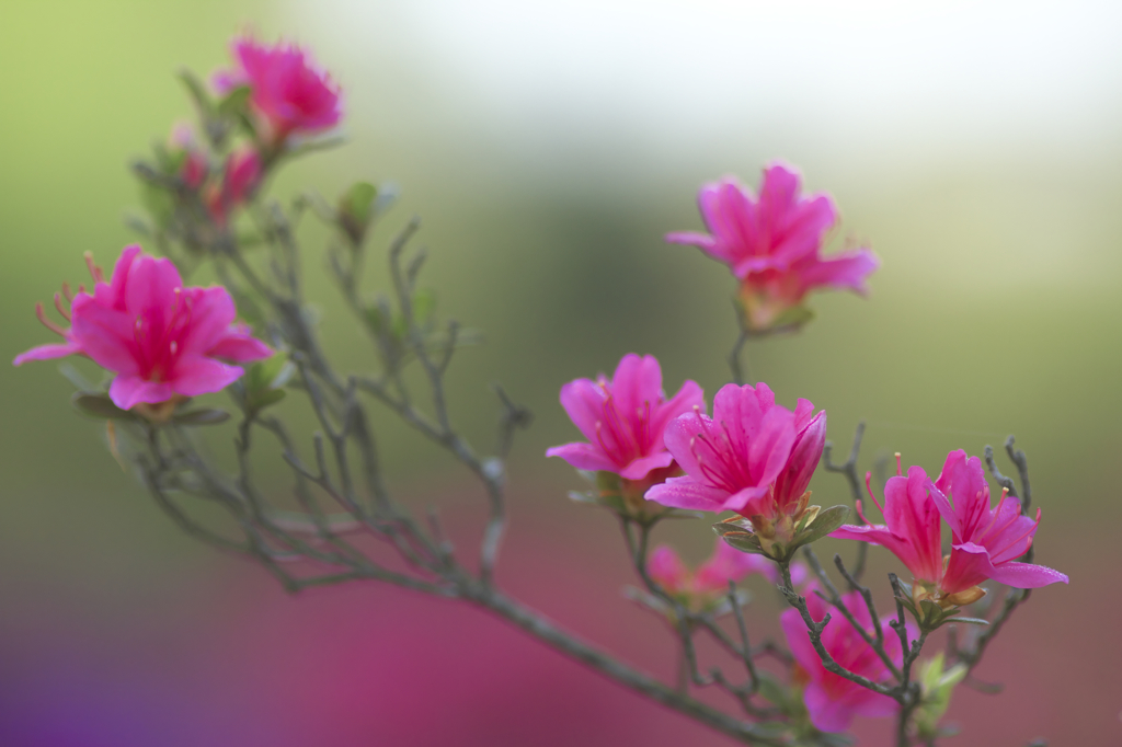 造園屋さんのツツジ　Ｄ