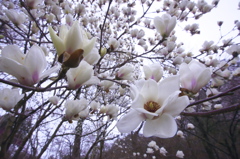 広角レンズ　Ｂ