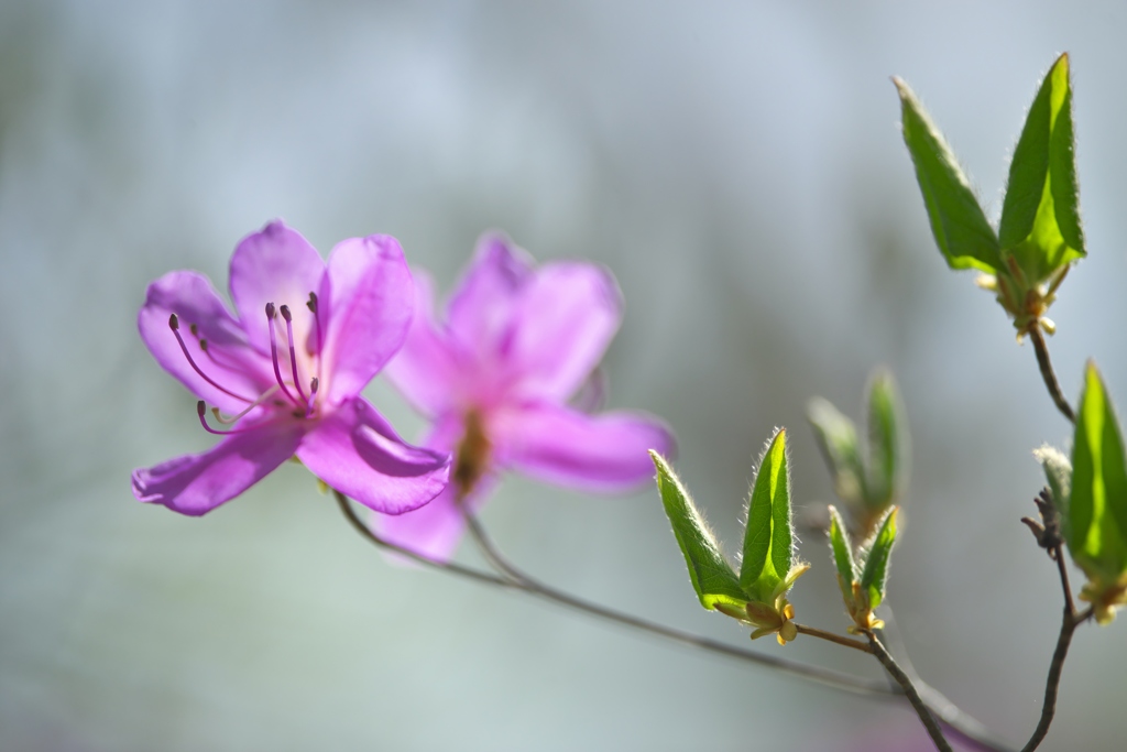 トウゴクミツバツツジ　Ｂ