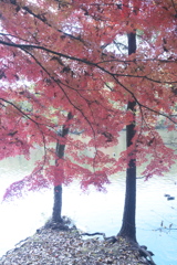 公園の秋