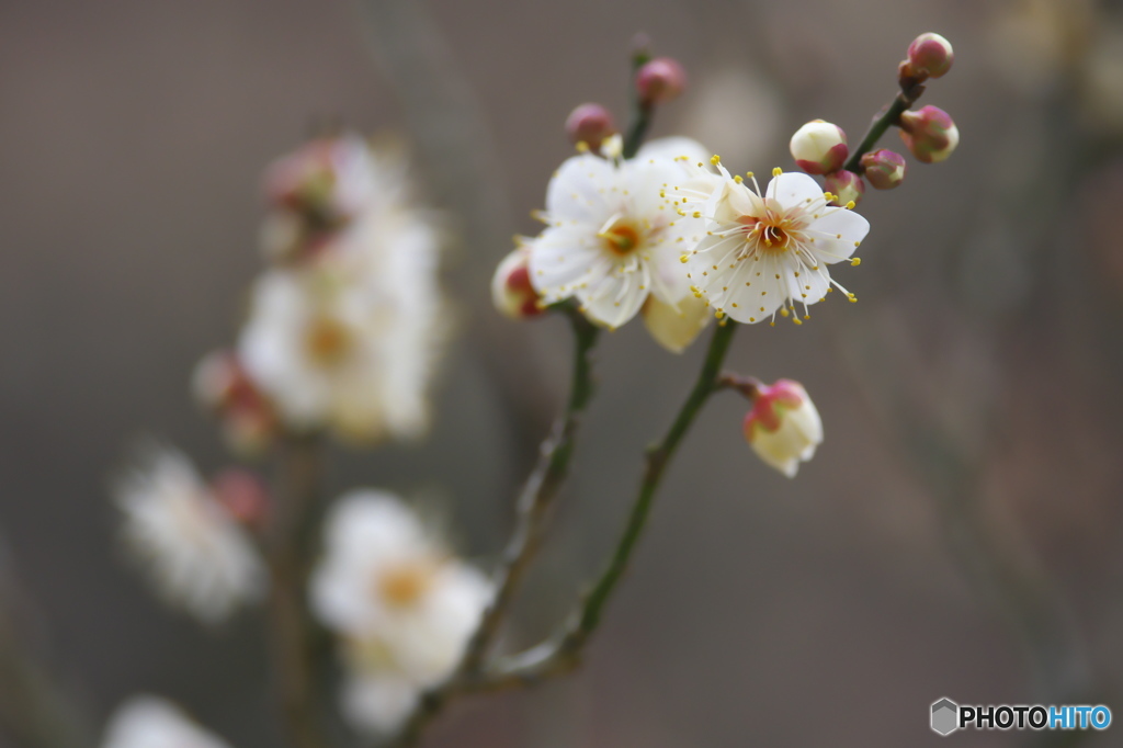 公園の白梅