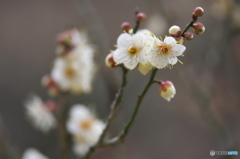 公園の白梅