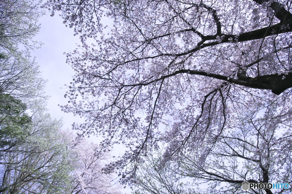 桜満開　イ