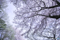 桜満開　イ