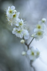 城址公園の白梅　Ⅲ