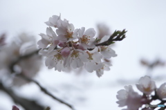 公園の桜