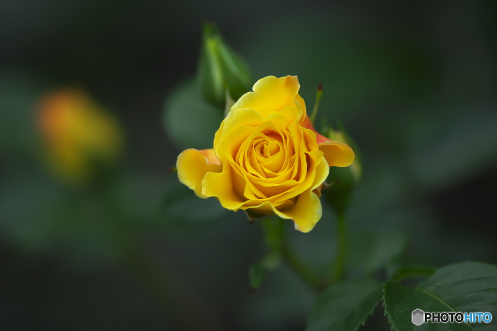 近くの大きな公園の薔薇　Ⅲ