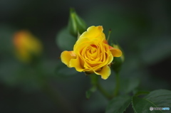 近くの大きな公園の薔薇　Ⅲ