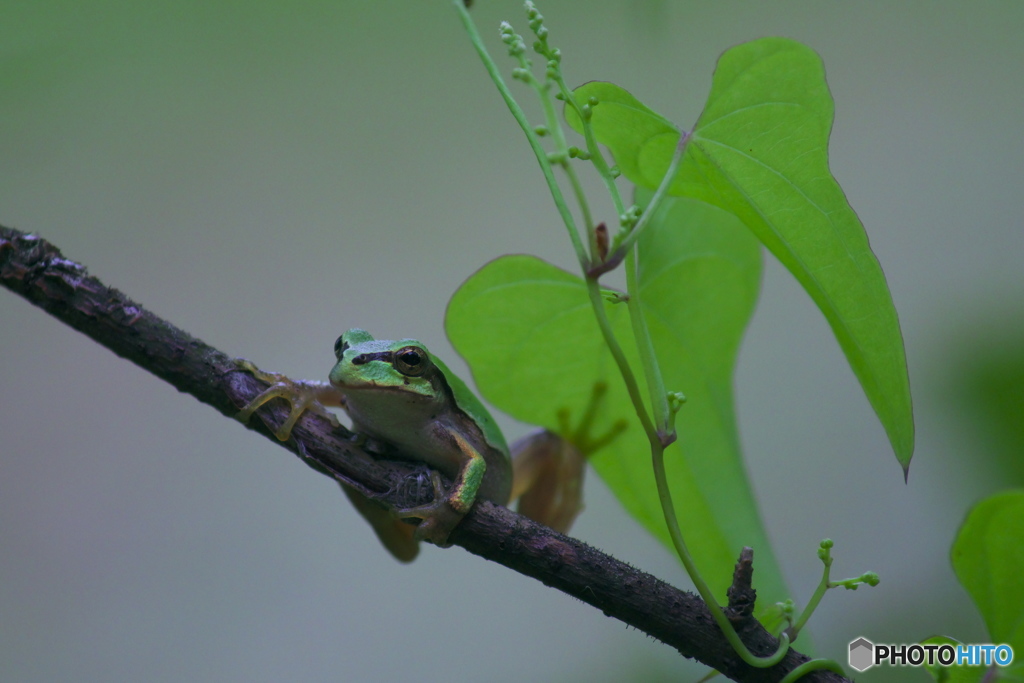 古いバリオゾナーで撮ったアマガエル　　弐