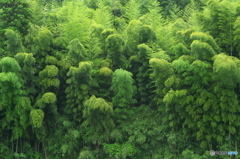 梅雨時の竹林