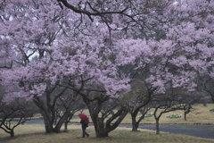 公園の桜　い
