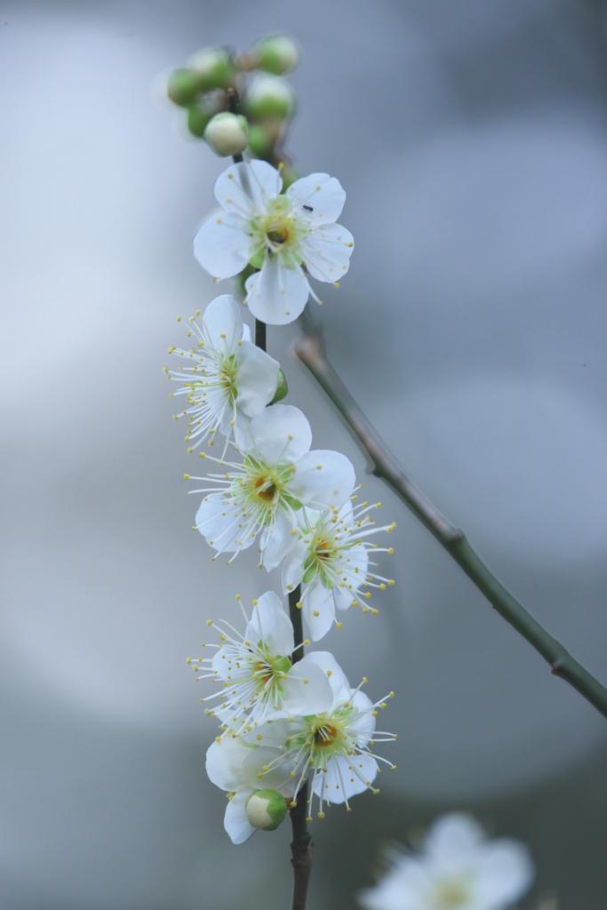 天満宮神社境内に咲いていた白梅　Ⅱ