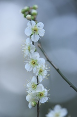 天満宮神社境内に咲いていた白梅　Ⅱ
