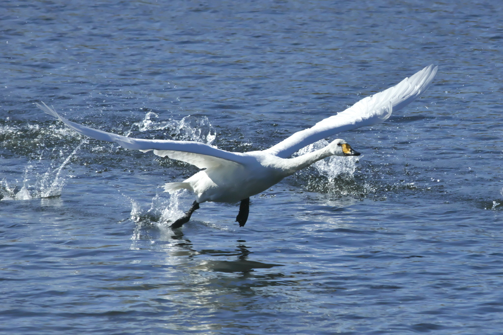 清流のオオハクチョウ