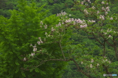 桐の花