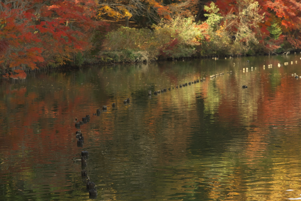 公園の秋
