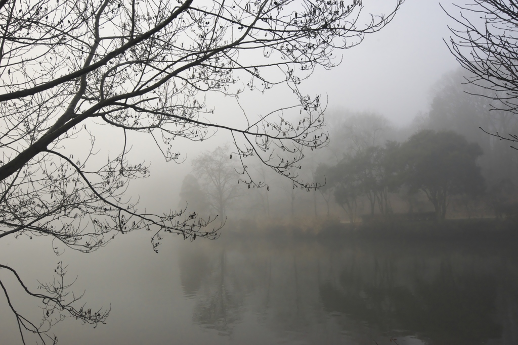 霧の公園