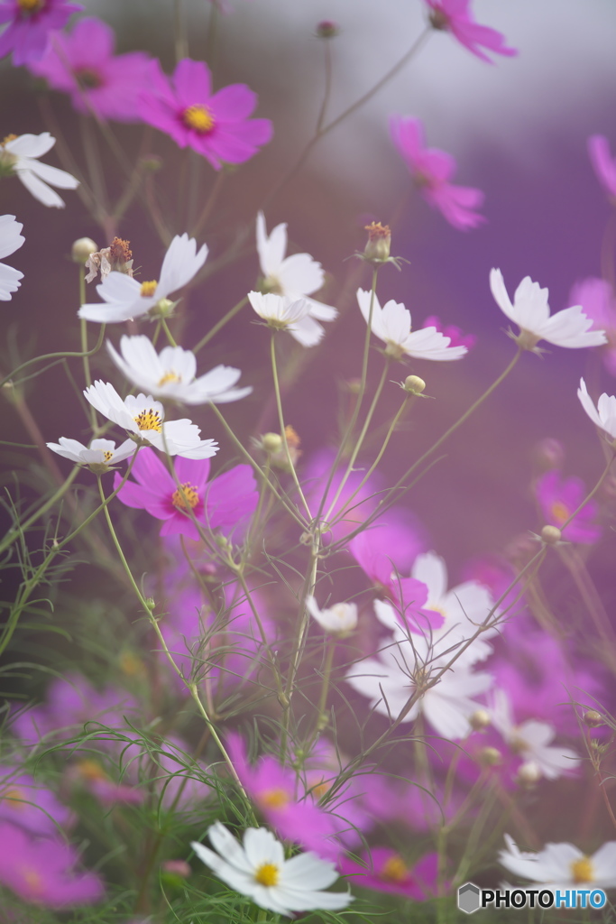 コスモス