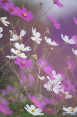 コスモス コスモス