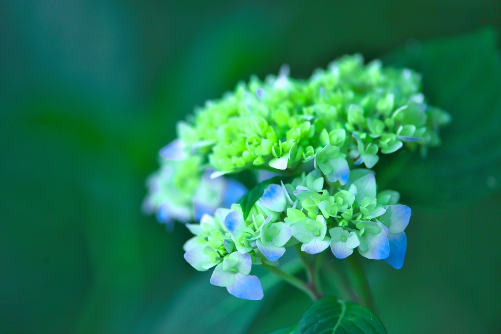 紫陽花　「　再現像　」　
