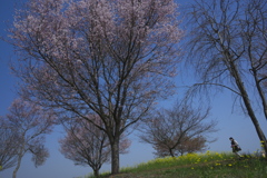 桜と菜の花　は