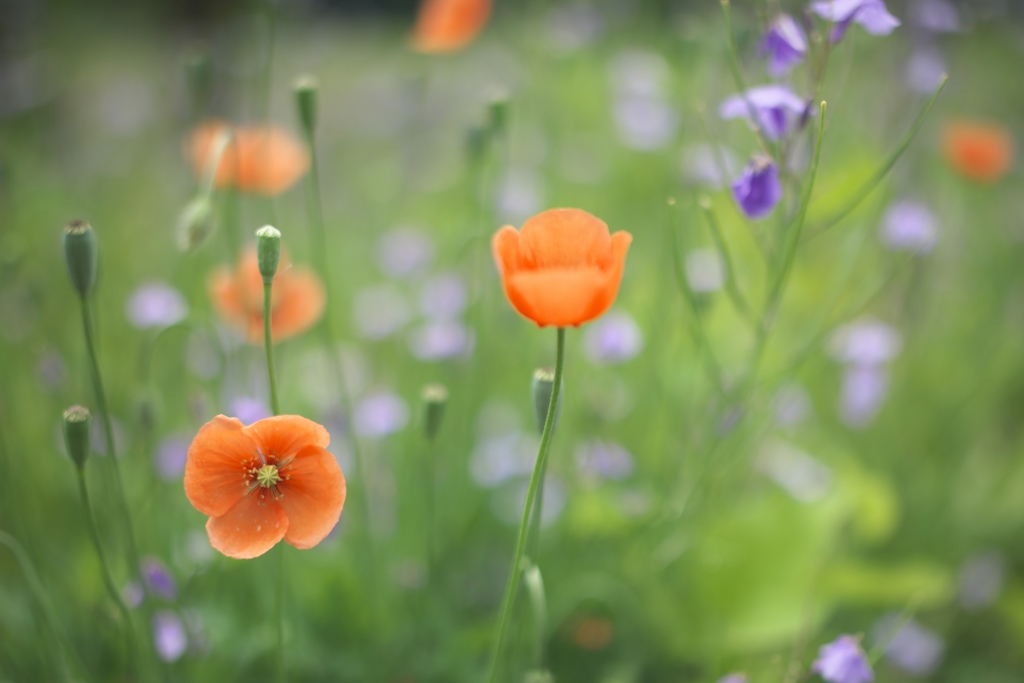 道端に咲くポピー　弐