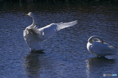 水の綺麗な清流の白鳥