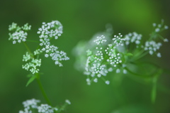道端の振り向かれる事もない小さな花